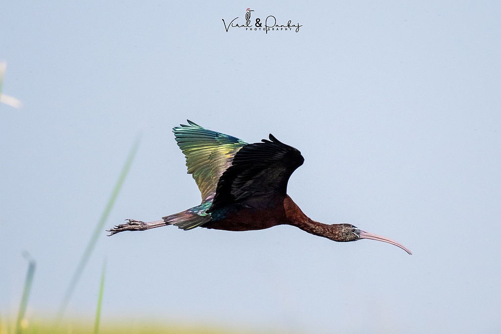 Glossy Ibis